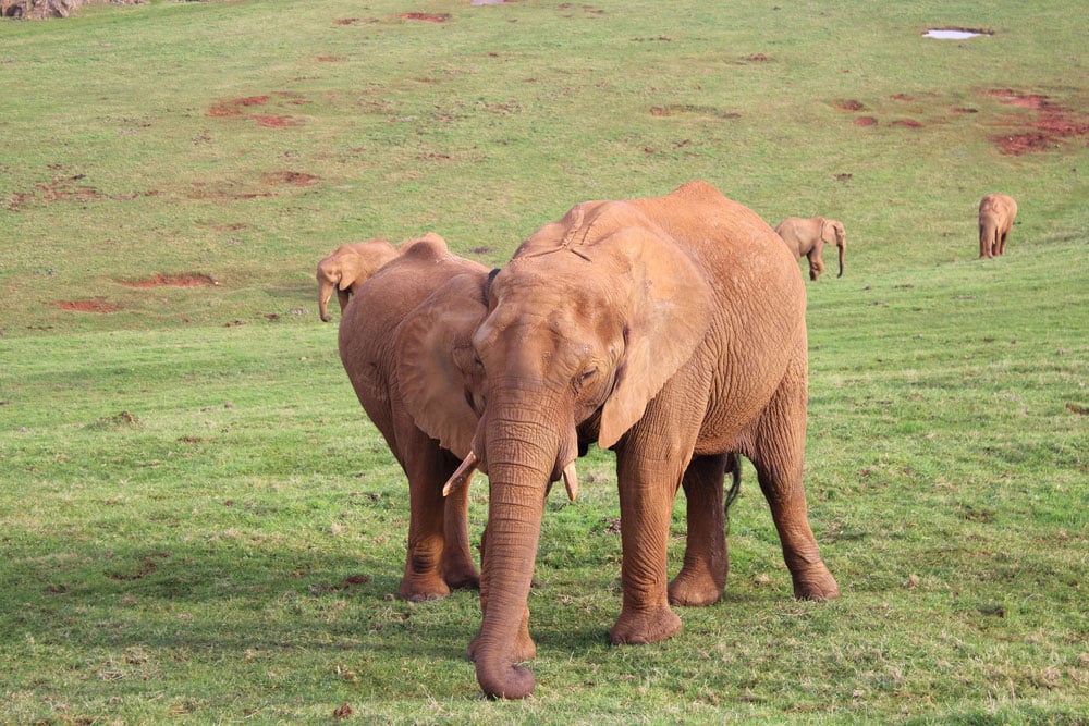 Elefantes en el parque de Cabárceno en Cantabria